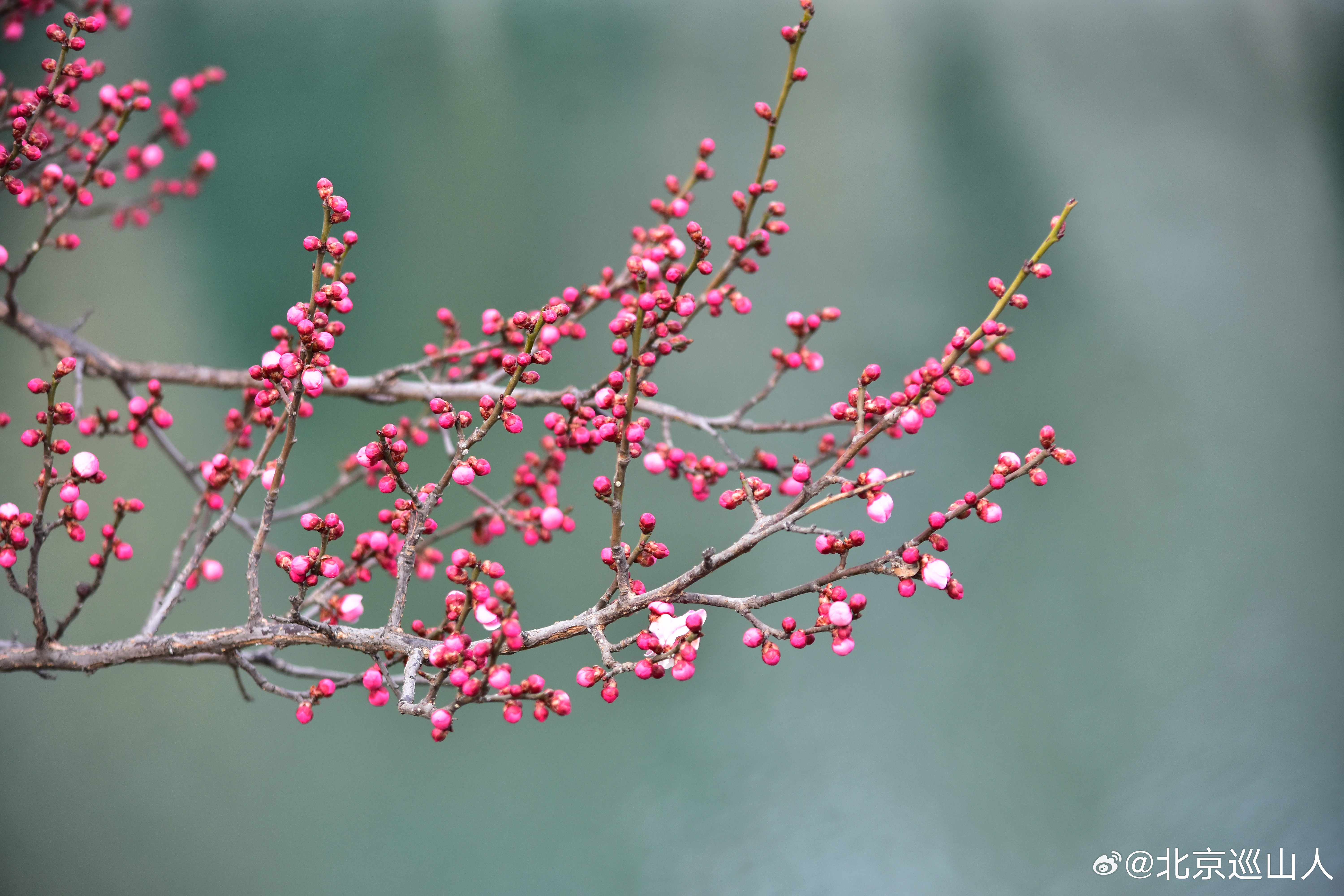 北京的花儿开了，明城墙、护城河的梅花开始吐苞开放，路边的迎春花开了。摄影