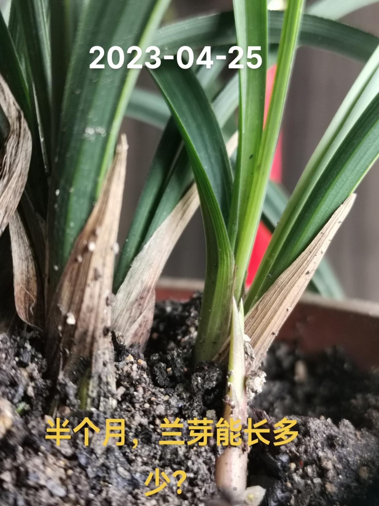 兰芽长势有多快？不注意真不知道。#上热门 #现场实拍 #花卉绿植 #兰花 #三农