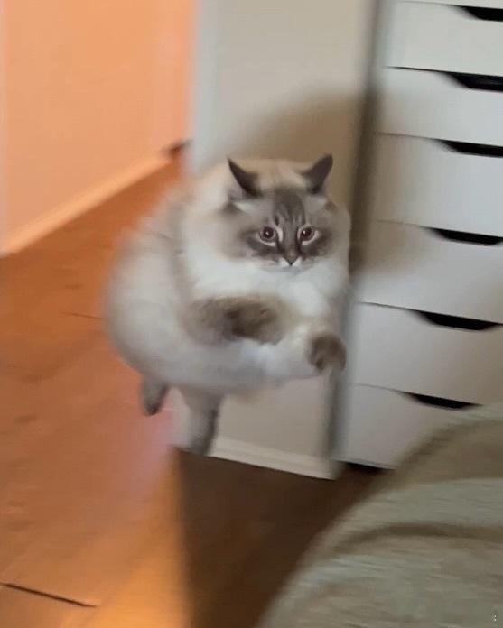 大西森猫车的2024最后一天cr：nimbus siberian 