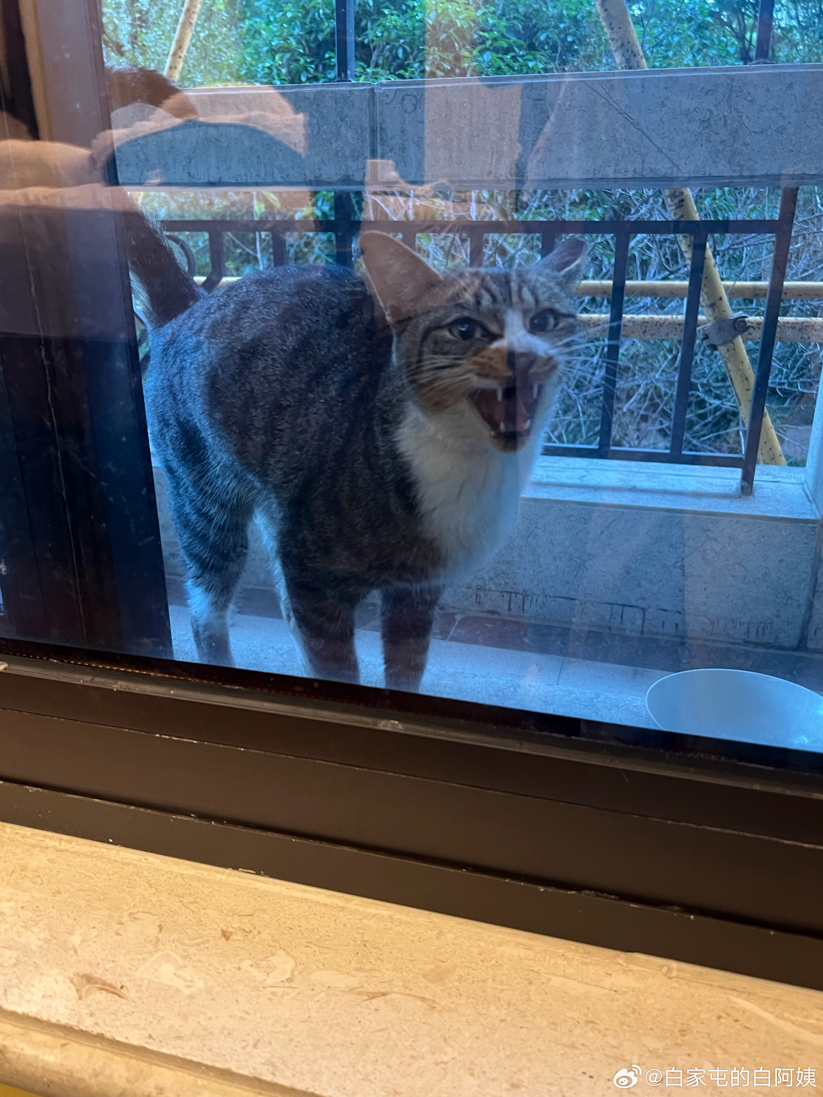 我就不信这个小猫能有多饿…一天来找我八趟，一来就喊着上饭，而且这个小坏猫自私的很