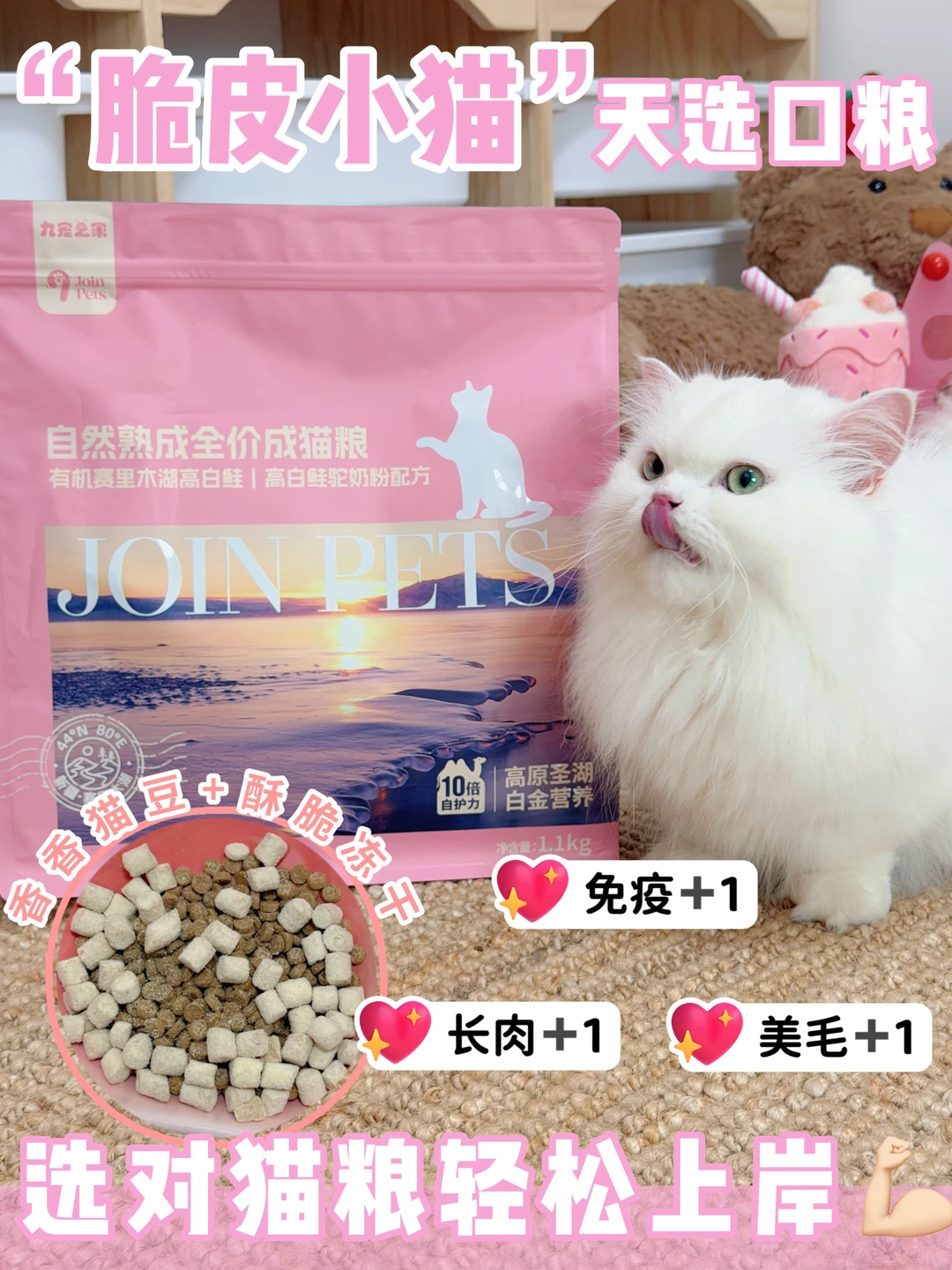 🐱脆皮猫自救指南｜换季不用跑医院