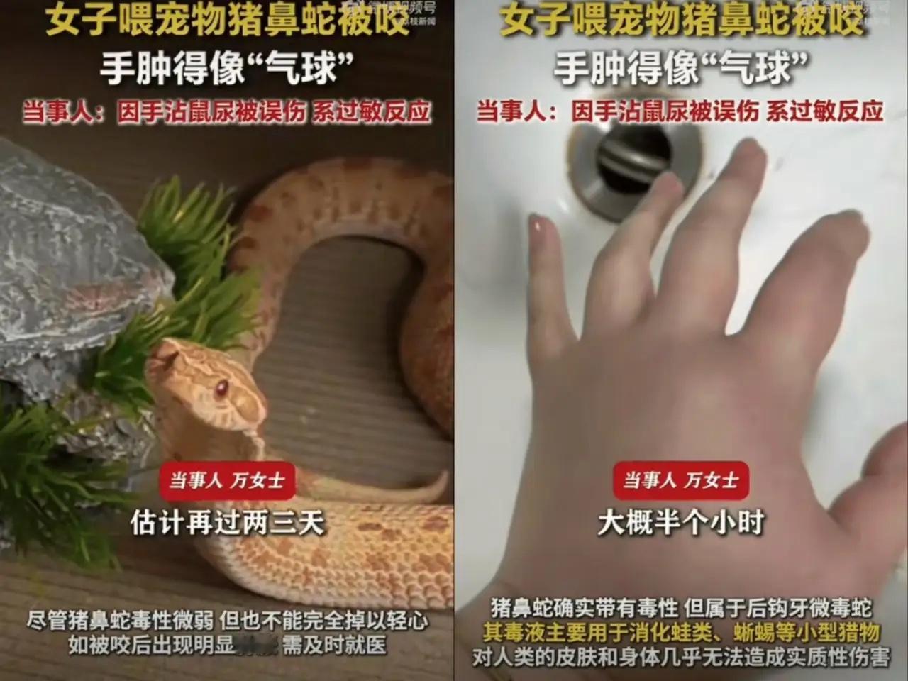 很吓人！ 江苏一位女生养了条宠物猪鼻蛇，居然连着三四个星期都没给蛇喂食。当她拿镊