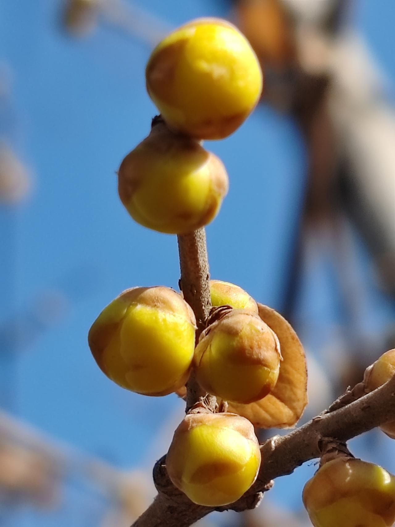 晒图笔记大赛腊月赏梅。