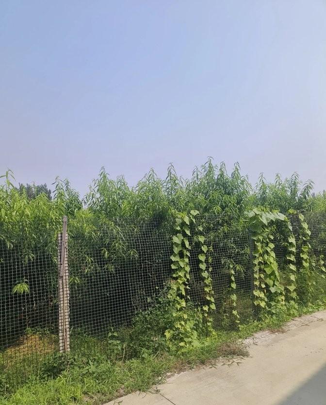 在情感的迷途中，我们常常寄希望于时间来抚平心灵的创伤。然而，真正的愈合源于一种领