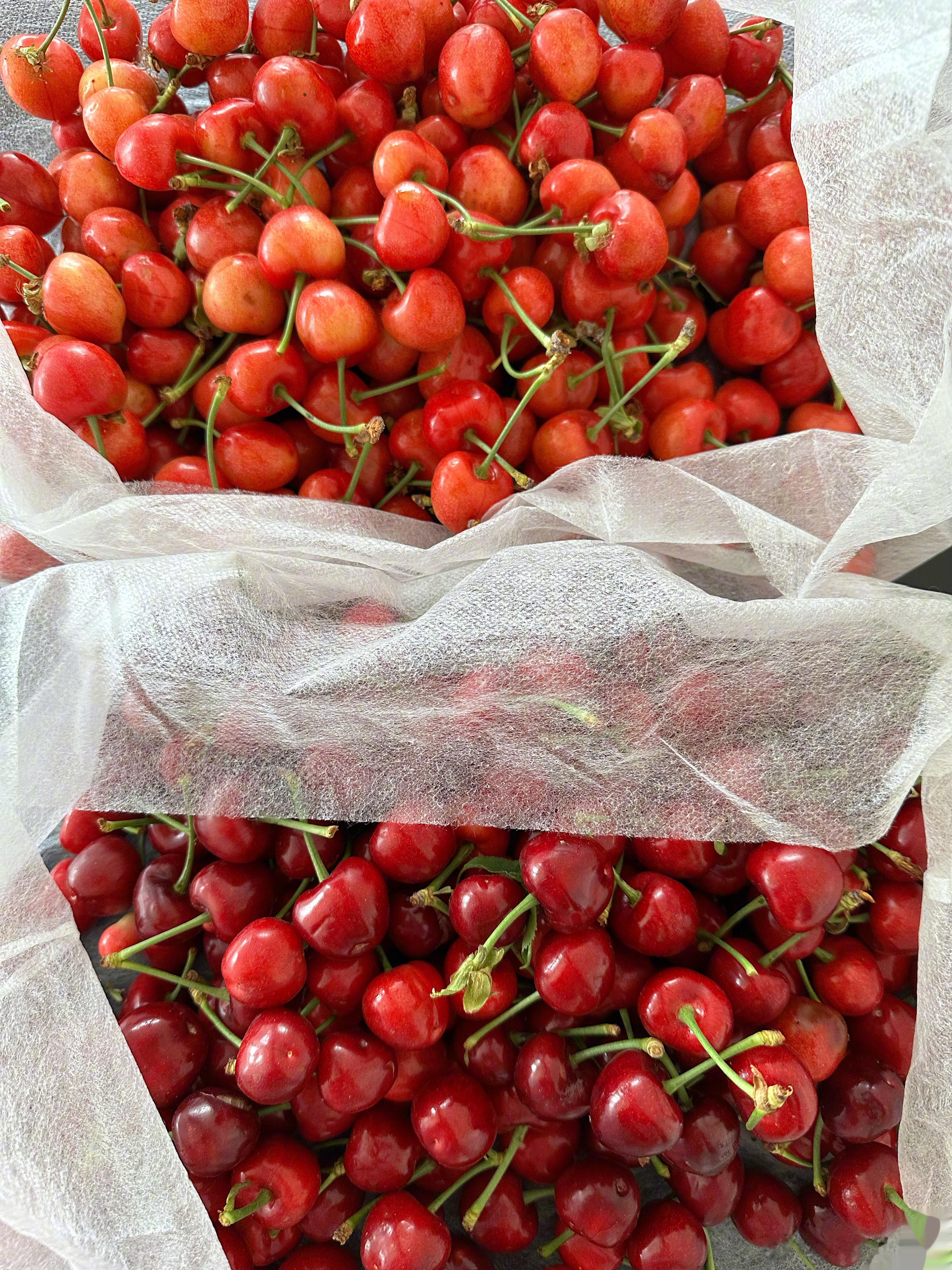 🍒大连樱桃好吃！！！ ​​​