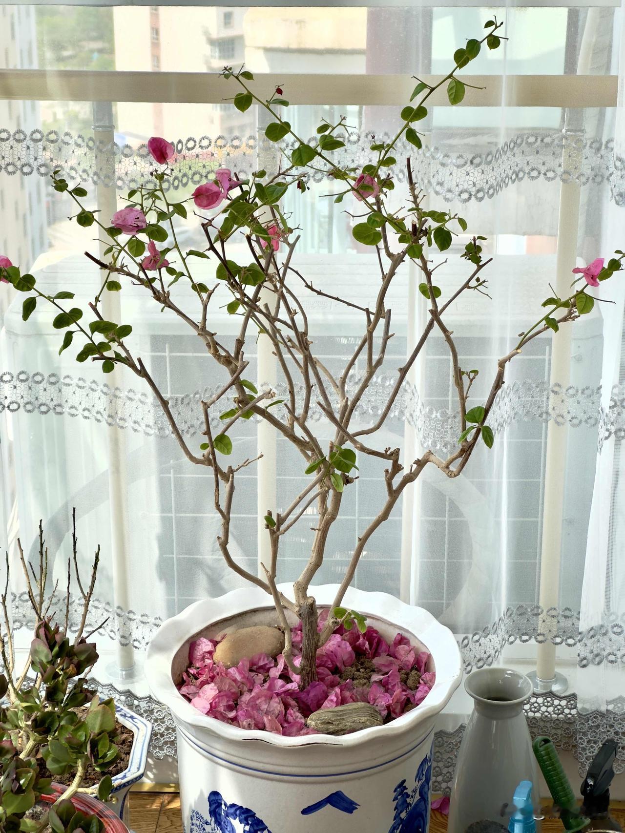从初绽到花落尽历时40余天。
修剪施肥后静待下次花开。
盆栽三角梅