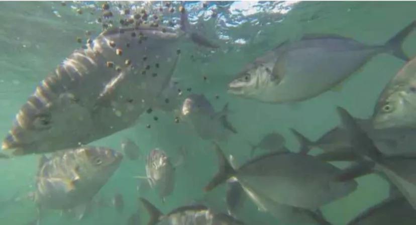 日本养殖鱼出口中国突然停止
日本爱媛县引以为傲的是养殖鱼类。主要饲养条纹竹荚鱼，