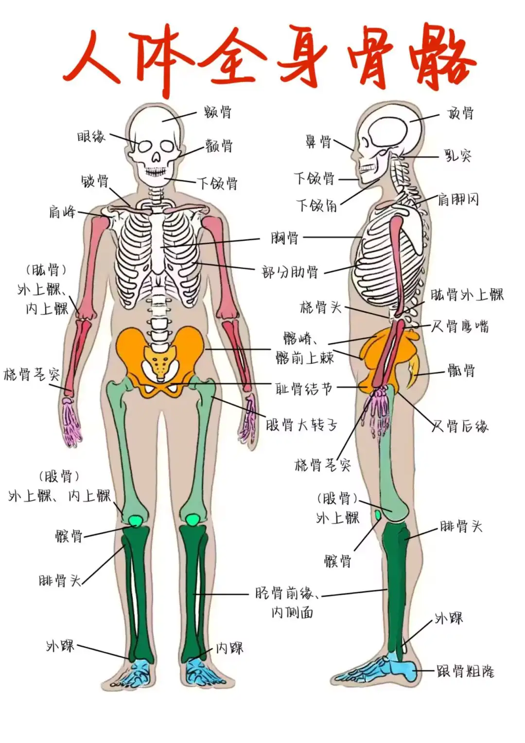 医学生笔记——人体全身骨骼