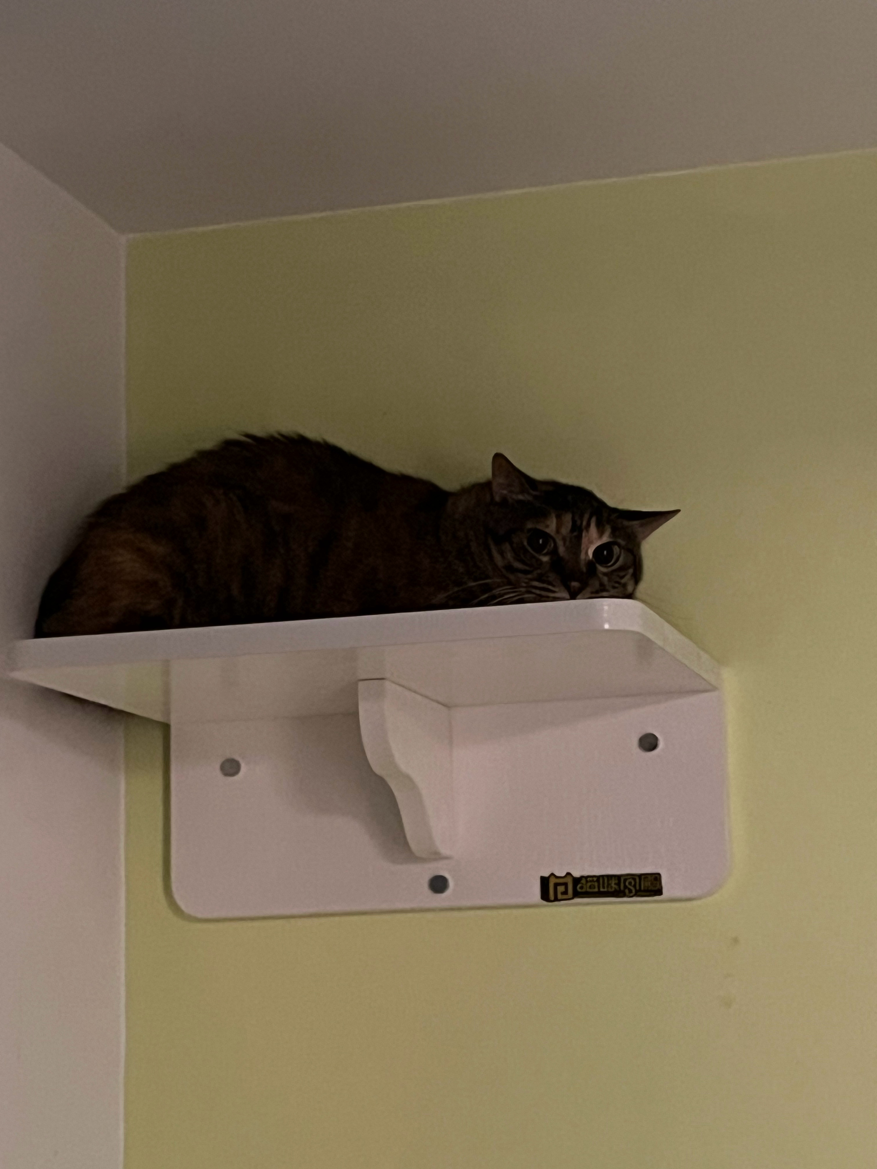 猫猫祟祟的缩在这里是打算搞偷袭吗？萌宠c位计划