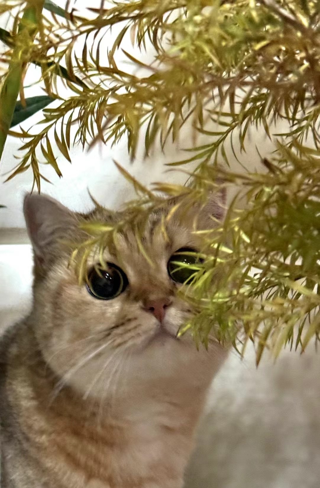 花与美人#英国短毛猫##辣椒家新家回访##金渐层# ​​​