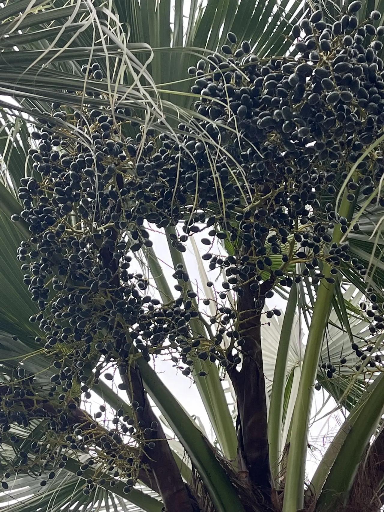 缘分让我遇见你菩提