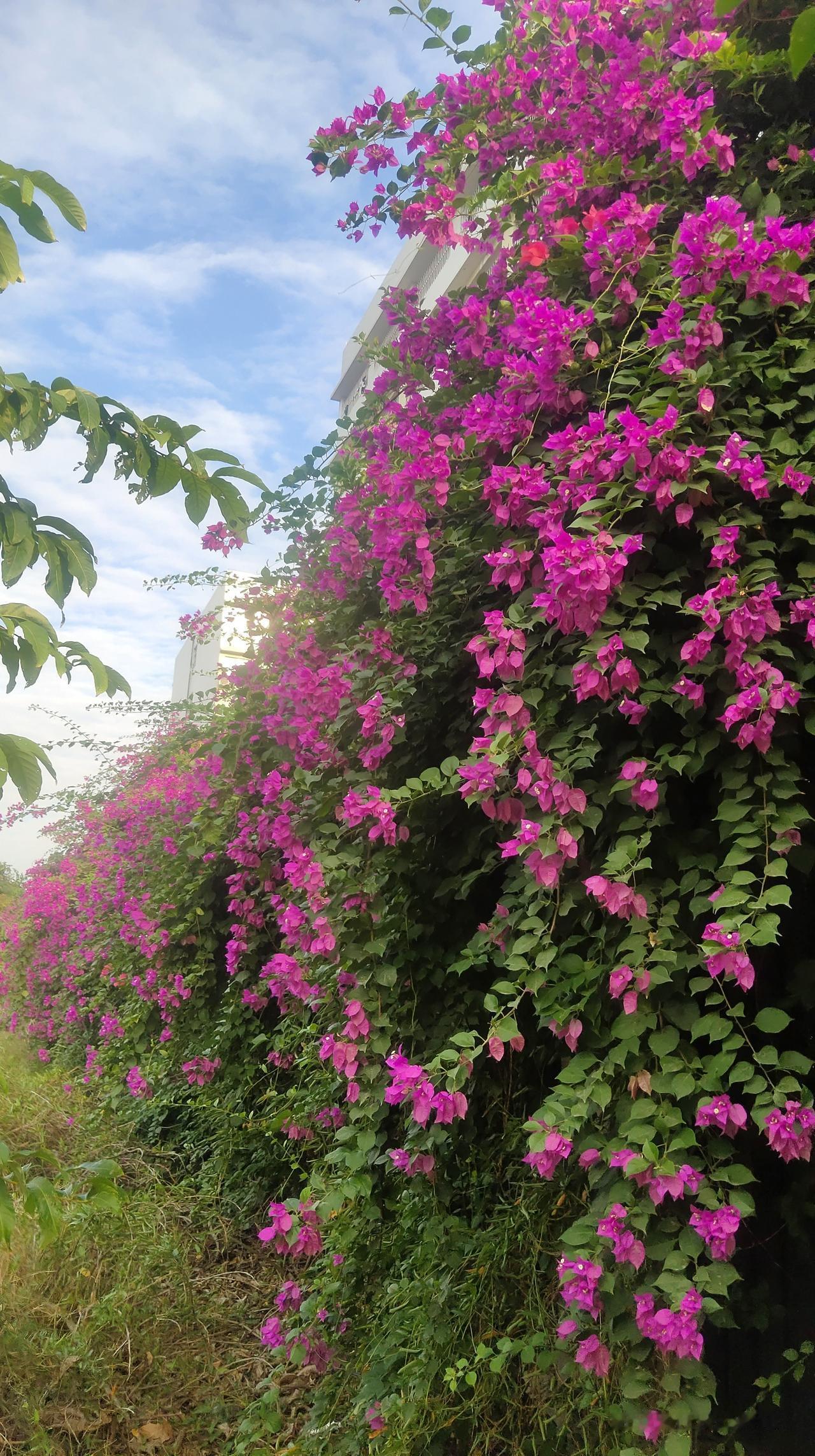 谁说冬日只有萧瑟？这座城市的转角处，一堵被三角梅攻陷的围栏正上演着最热烈的生命狂