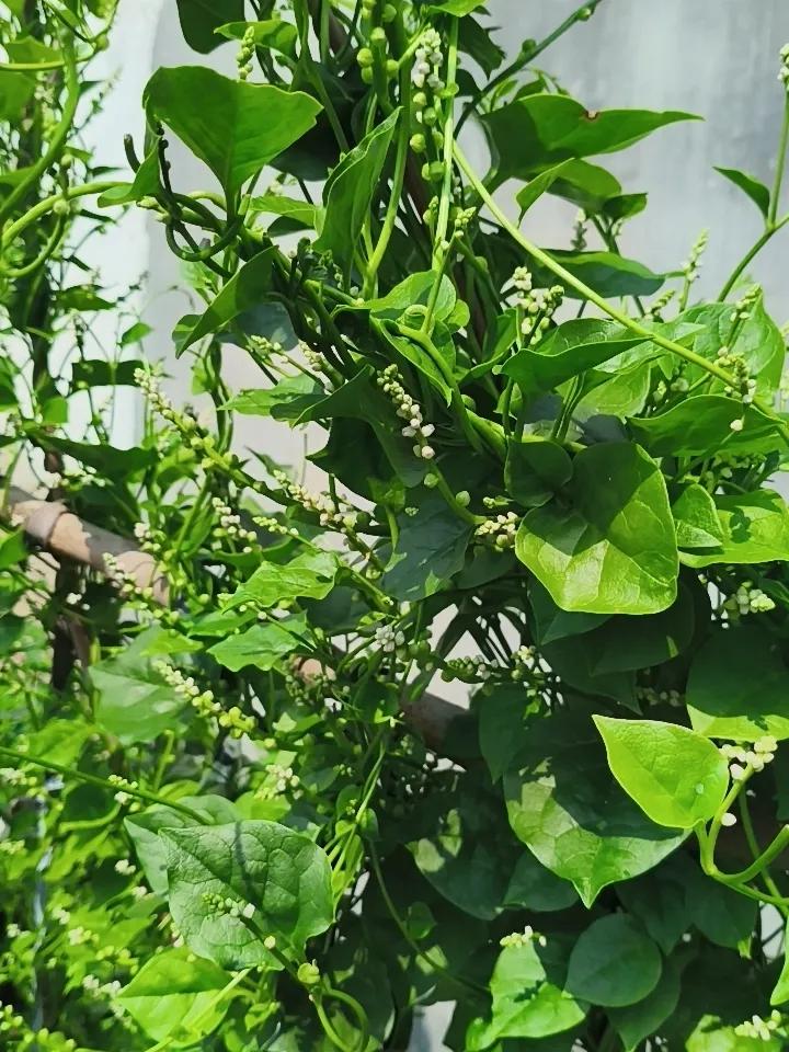 随手拍，倚墙而生的木耳菜，这一架子木耳菜够许多人吃了！
拍摄于肥城市潮泉镇
头条