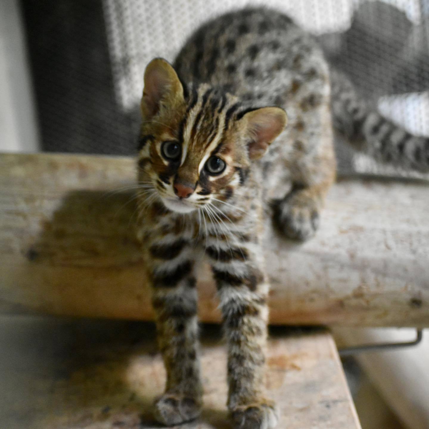 对马豹猫崽崽和妈妈~感觉和阿穆尔豹猫比要薄一点点【ins：fukuokazoo】