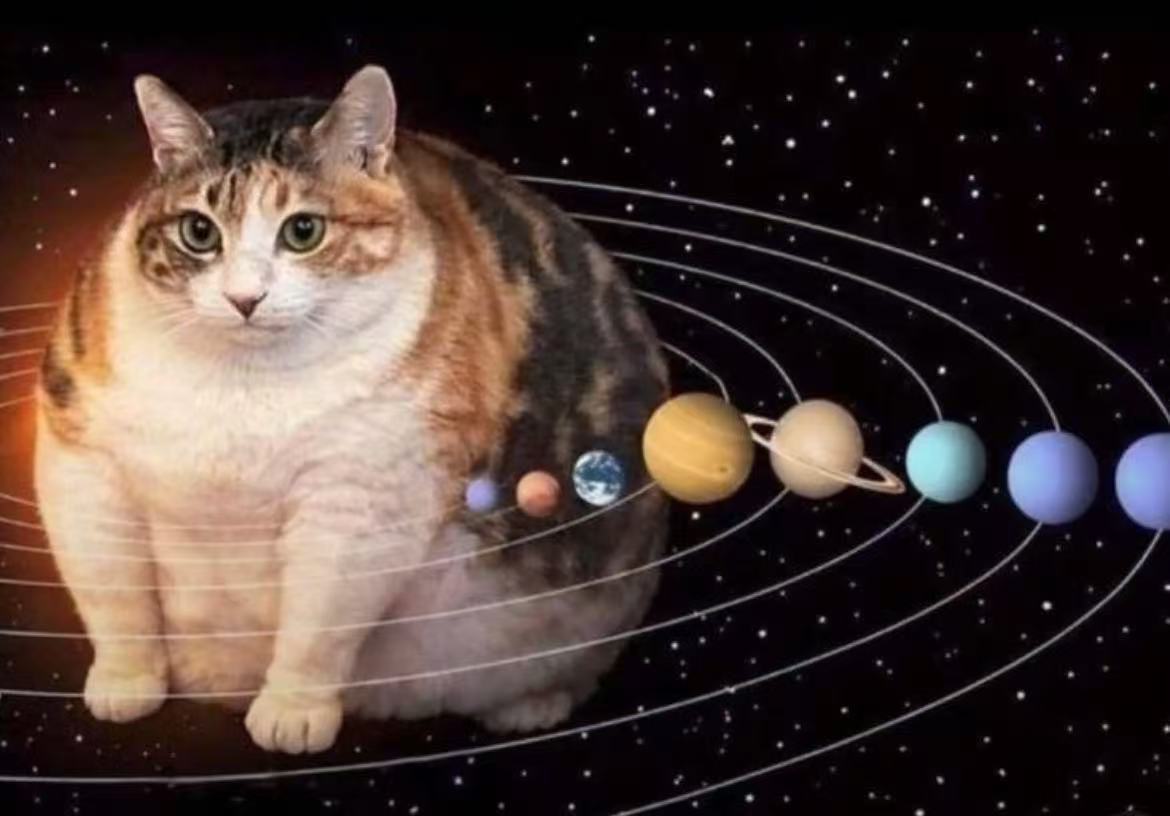大胖猫 