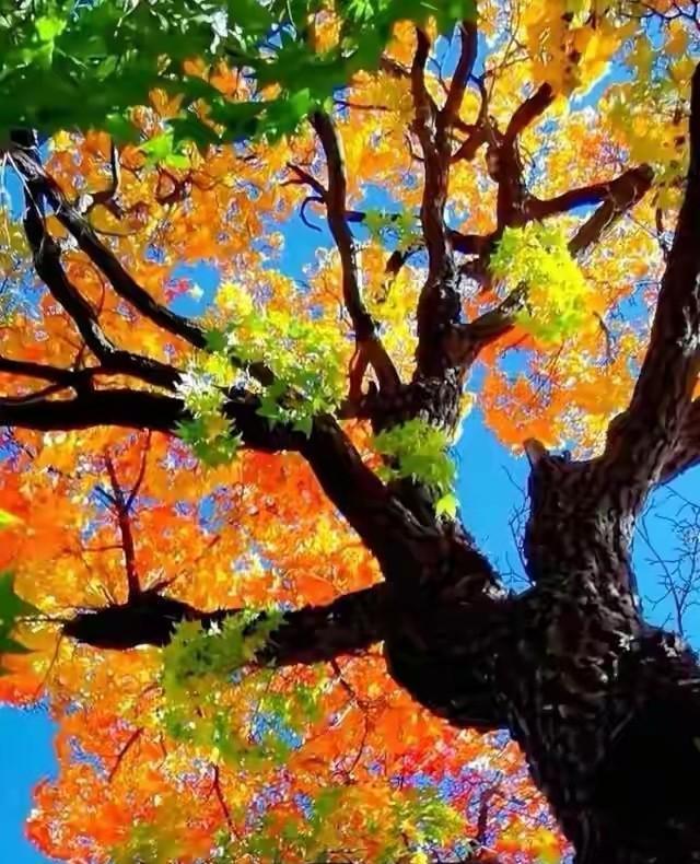 中午和几个老同学聚餐，到了如今的年纪，谈话的内容无非就是身体保健，老的少的，婆媳