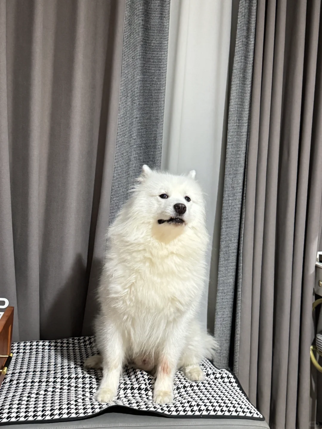 小狗洗完澡后……