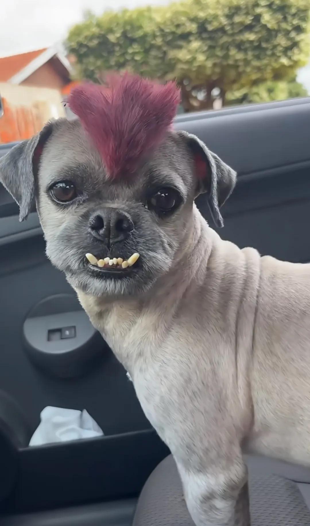 刚给狗子理了个新发型，还挺潮！