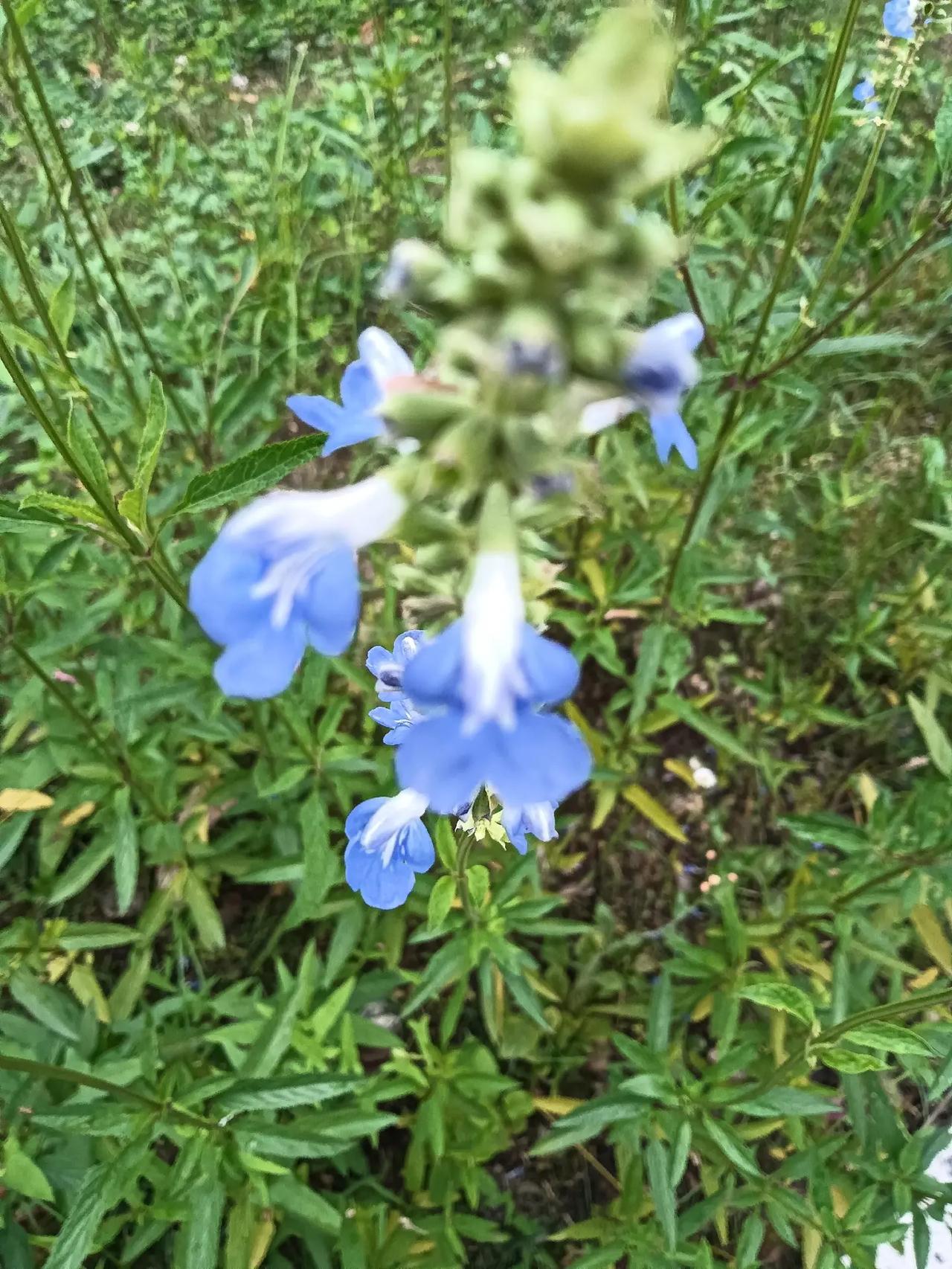 野花随风飘扬 无忧草