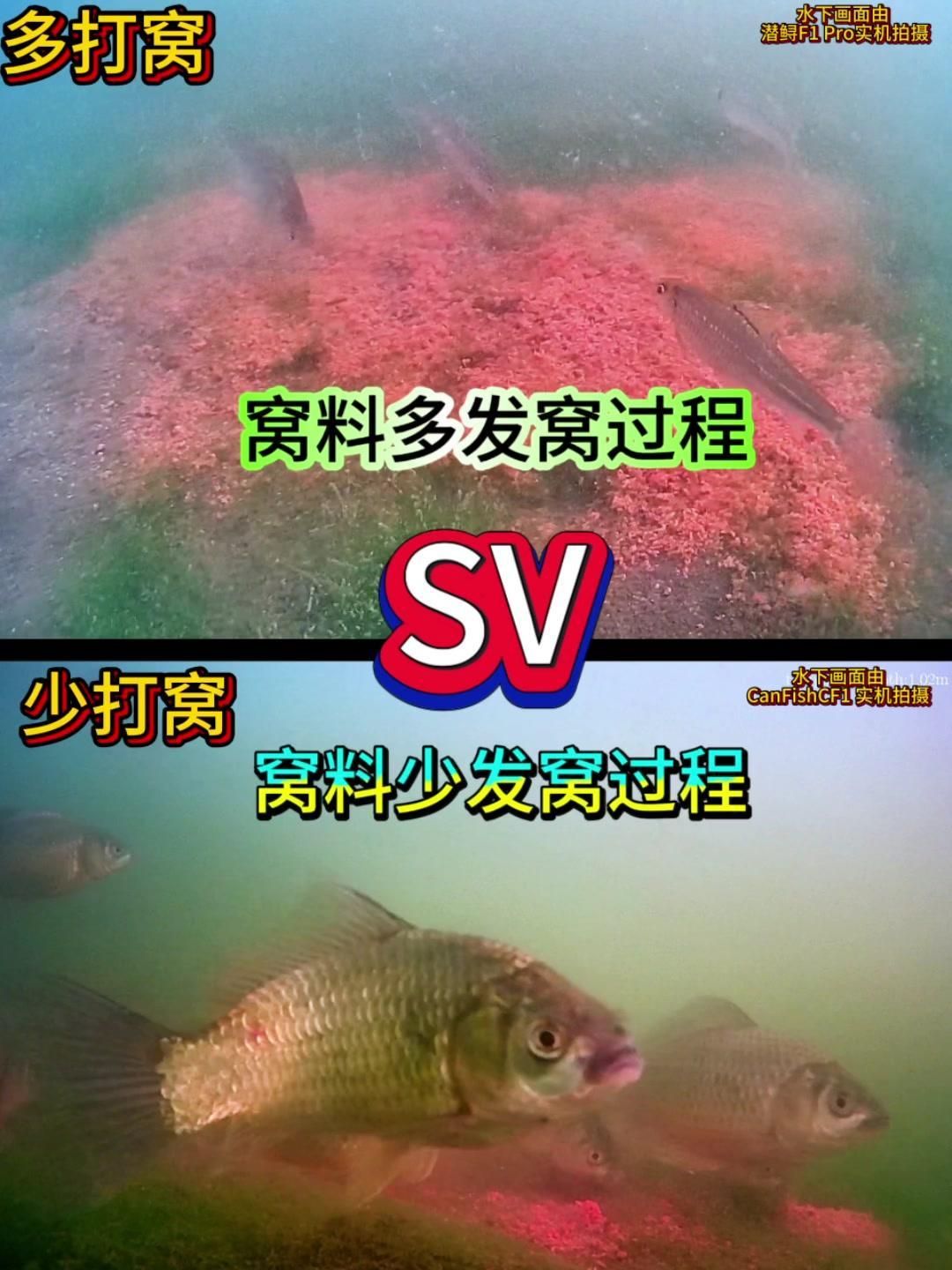 🎣野钓时打窝多还是少好？🤔问题：在同一天、同一个环境、同一个位置，两个窝点紧