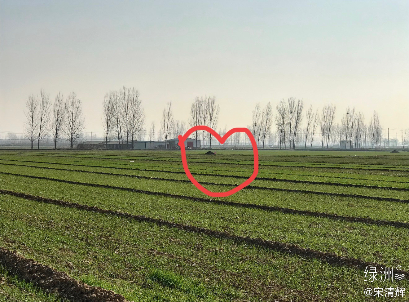 总在记忆里  （1591）：又是一年清明节。远远望去，儿子的坟茔小小的，坟上长满