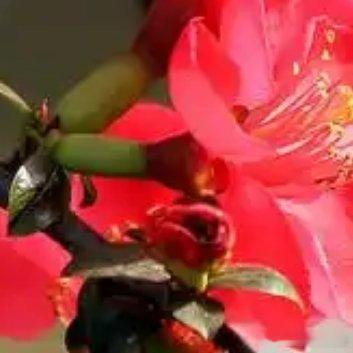 种植 🌹海棠浇水和施肥的一些建议：1.浇水：（1）春季：春天是海棠生长的关键时