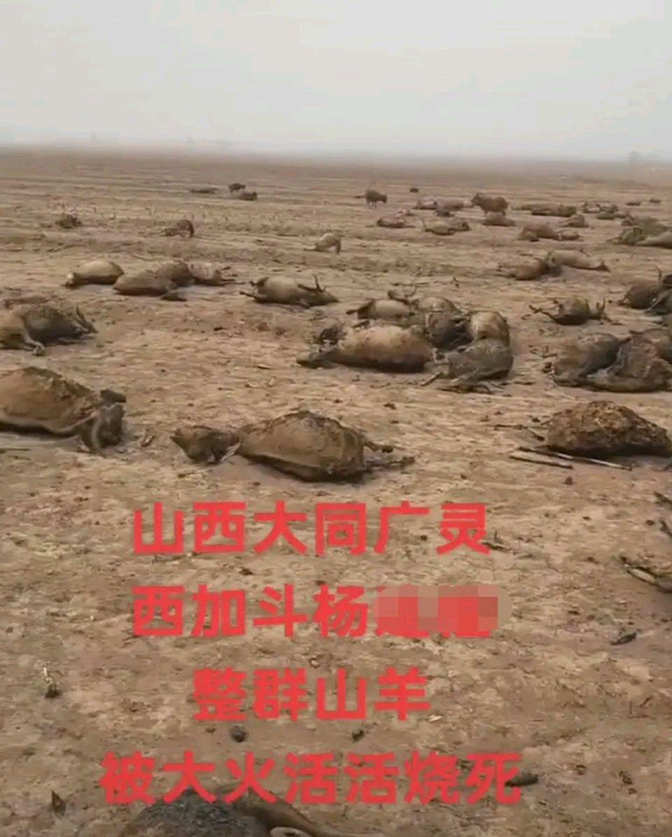 这大同一村民可太惨了！百余只绒山羊啊，那可是一家人的生计。而且羊主人还是残疾人，