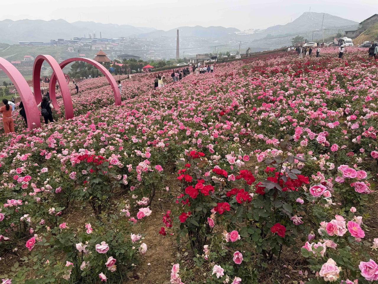 小院里的月季花这一片月季花很好看也很特殊，它们生长在矿山上，你知道这是哪里的矿山