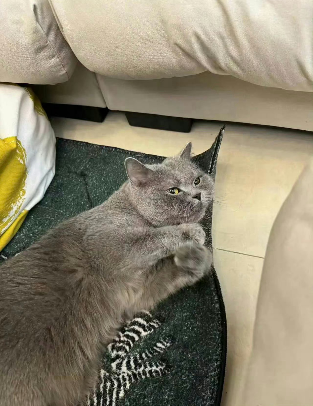我的猫在出门期间被室友活生生饿了7天猫妈妈觅食回来天都塌了