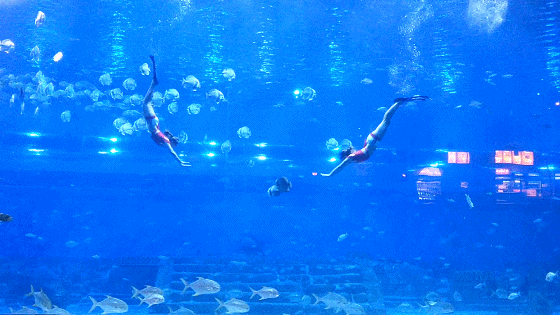 与鱼共舞，美极了
