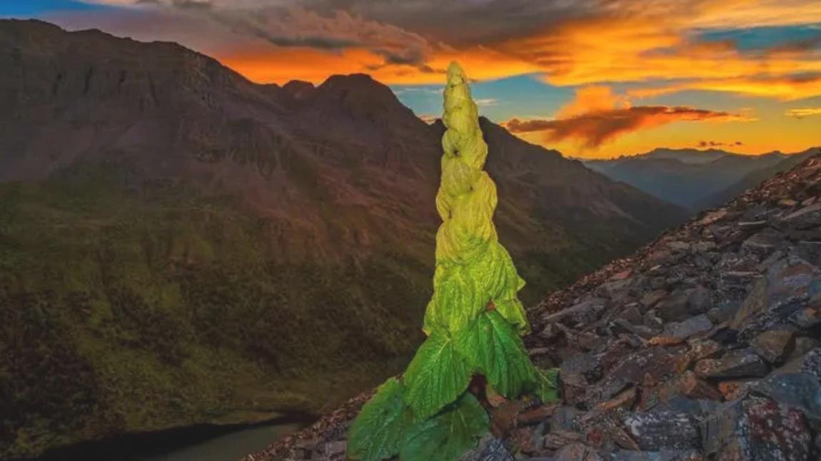 关于前列腺增生以及下尿路症状的相关因素
①固有不可控因素，种族特点，增龄，遗传因