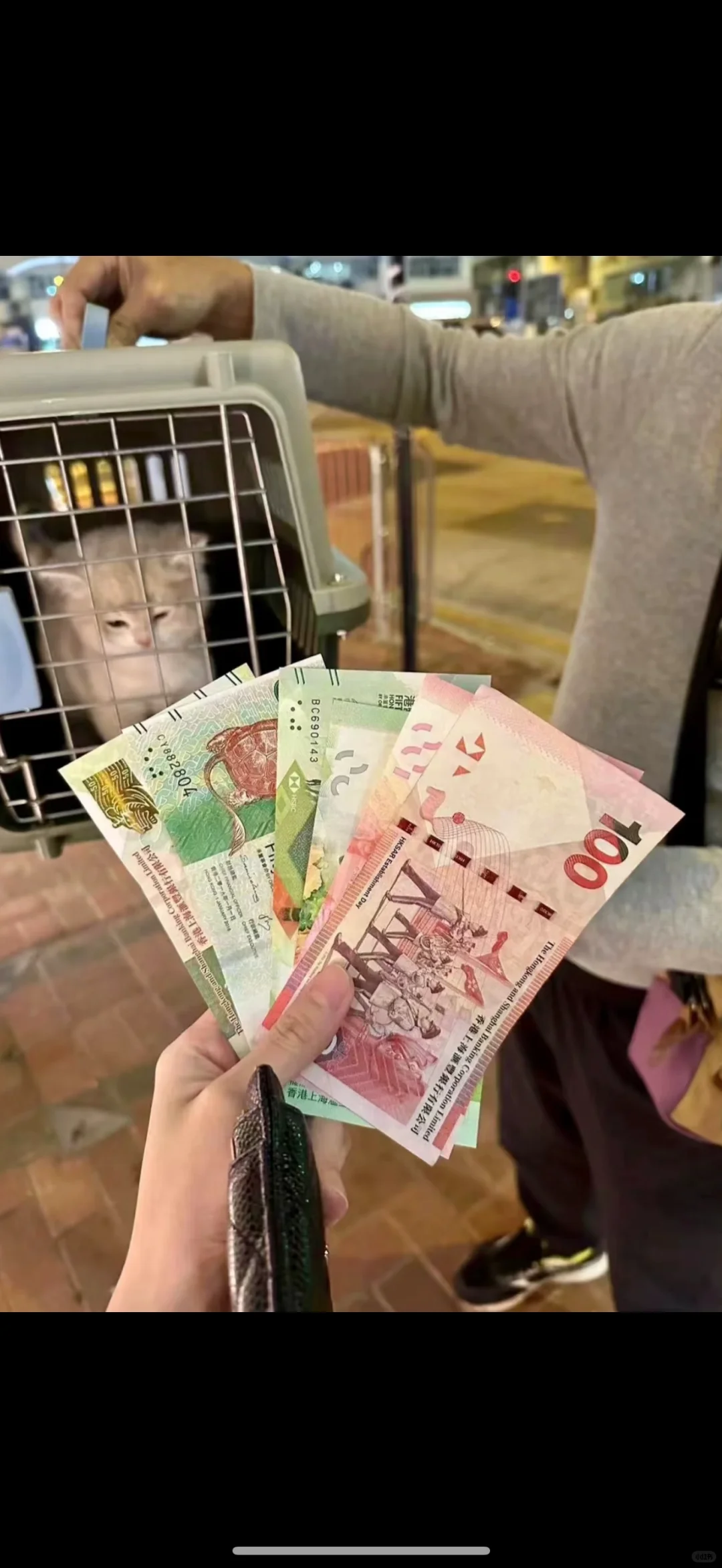 🇭🇰HK賣貓💛我把心裡話說出來吧😔唉