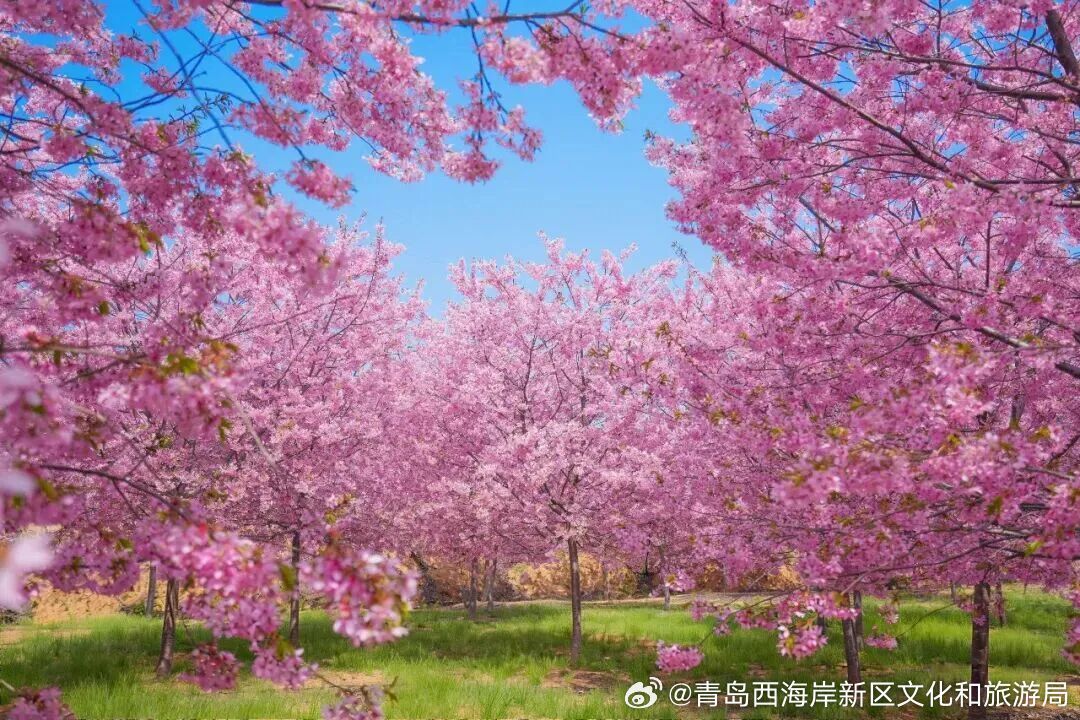 【青岛变肖战痛城】青岛已进入肖战频道 最近，现身青岛准备入组《十日终焉》，他即将