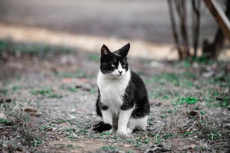 我家小猫睡觉的样子简直太可爱了！它有时候像液体一样侧卧着，乖巧得不行；有时候又霸