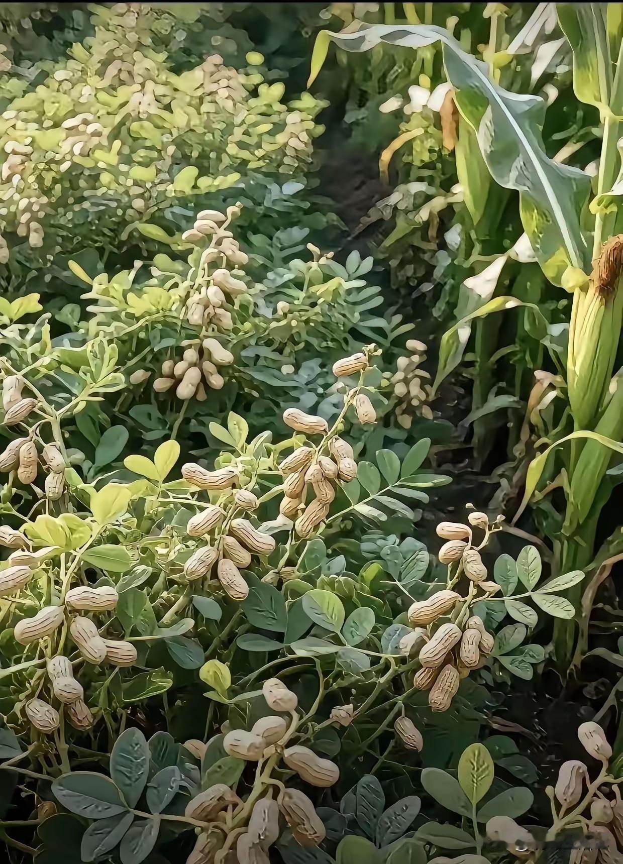 要不是我种过花生，就信了[捂脸]