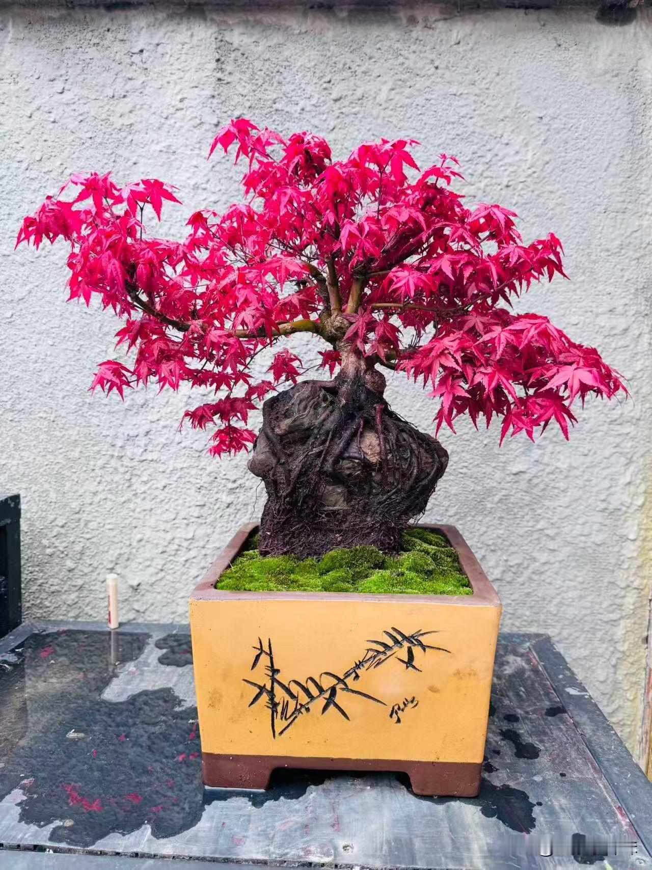 红叶映碧盆，古韵入画来。红叶正红秋意浓 红叶漫山醉 秋凉枫叶艳