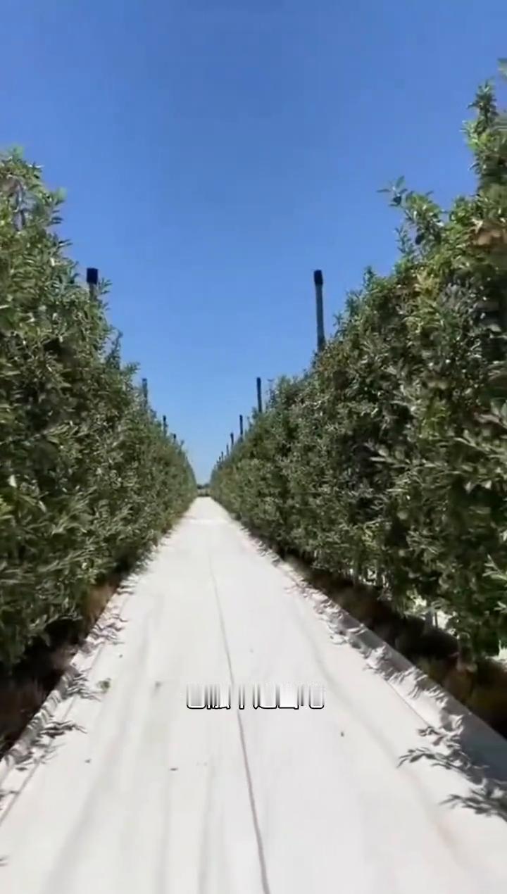 我们不是流浪，异乡亦故乡。
在国外待的久了的人就会发现，慢慢变得既回不去家乡，也