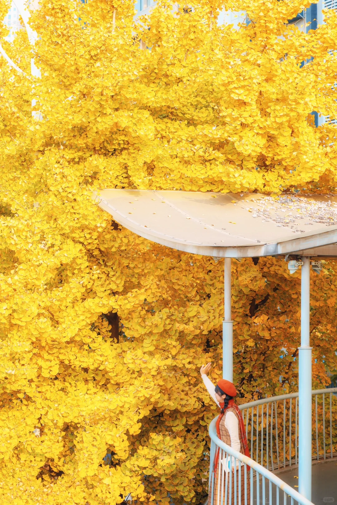 12.3实况❗️武汉通往浪漫的银杏天桥美疯了