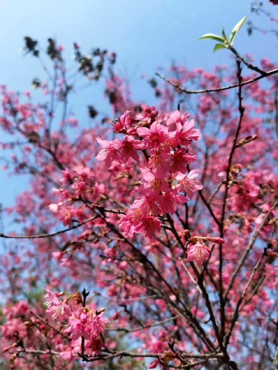 落花（金末元初）丘处机写昨日花开满树红，今朝花落万枝空。滋荣实藉三春秀，变化虚随