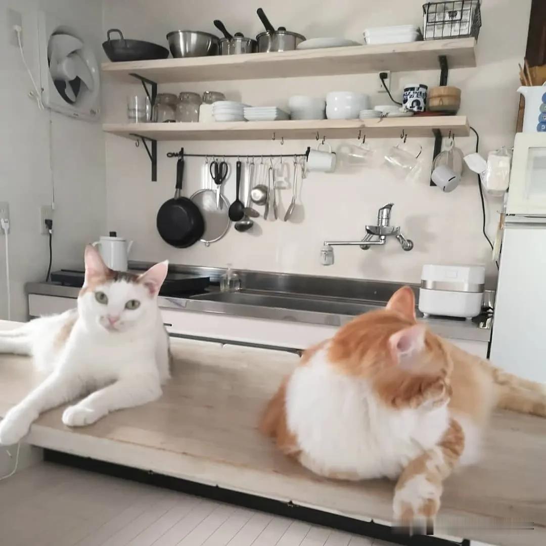 猫咪王国