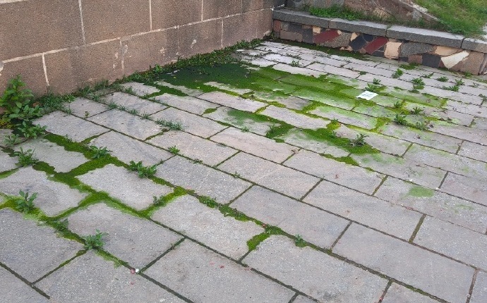 仿佛来自另一个次元的苔藓