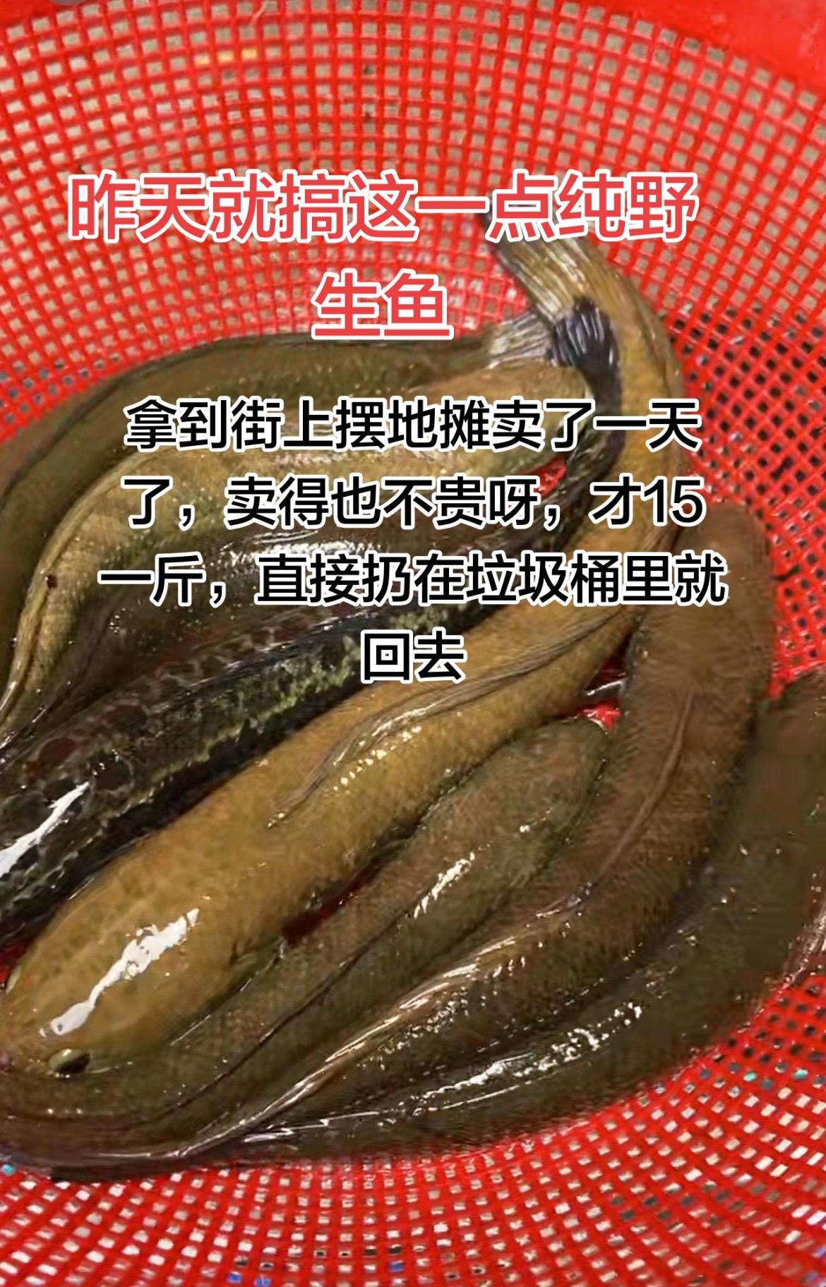 听说有些地方卖20块，已经很容易卖，可惜我这边15一斤都没有人要，这是在田里面做