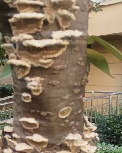 两个老人的故事。一个男的，一个女的，都退休了，都是孤老，一个孩子都没有。两个老人