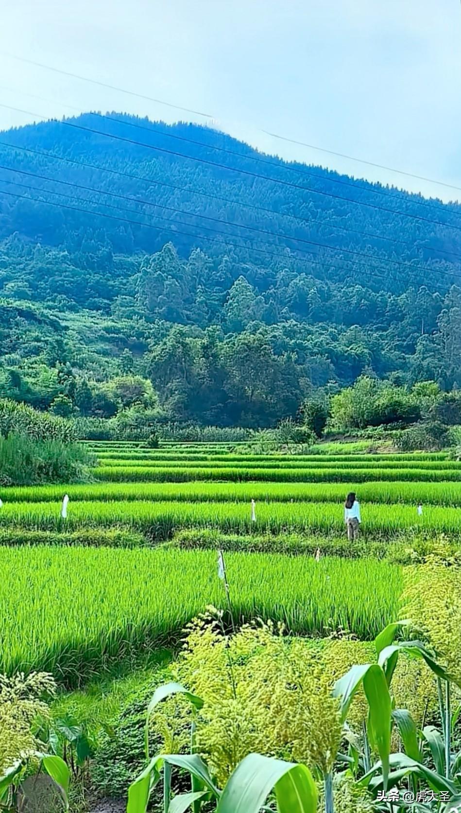 看到“大山下的稻田绿悠悠一片，一位美女在观望美景”，这画面简直绝了！我虽没法发图