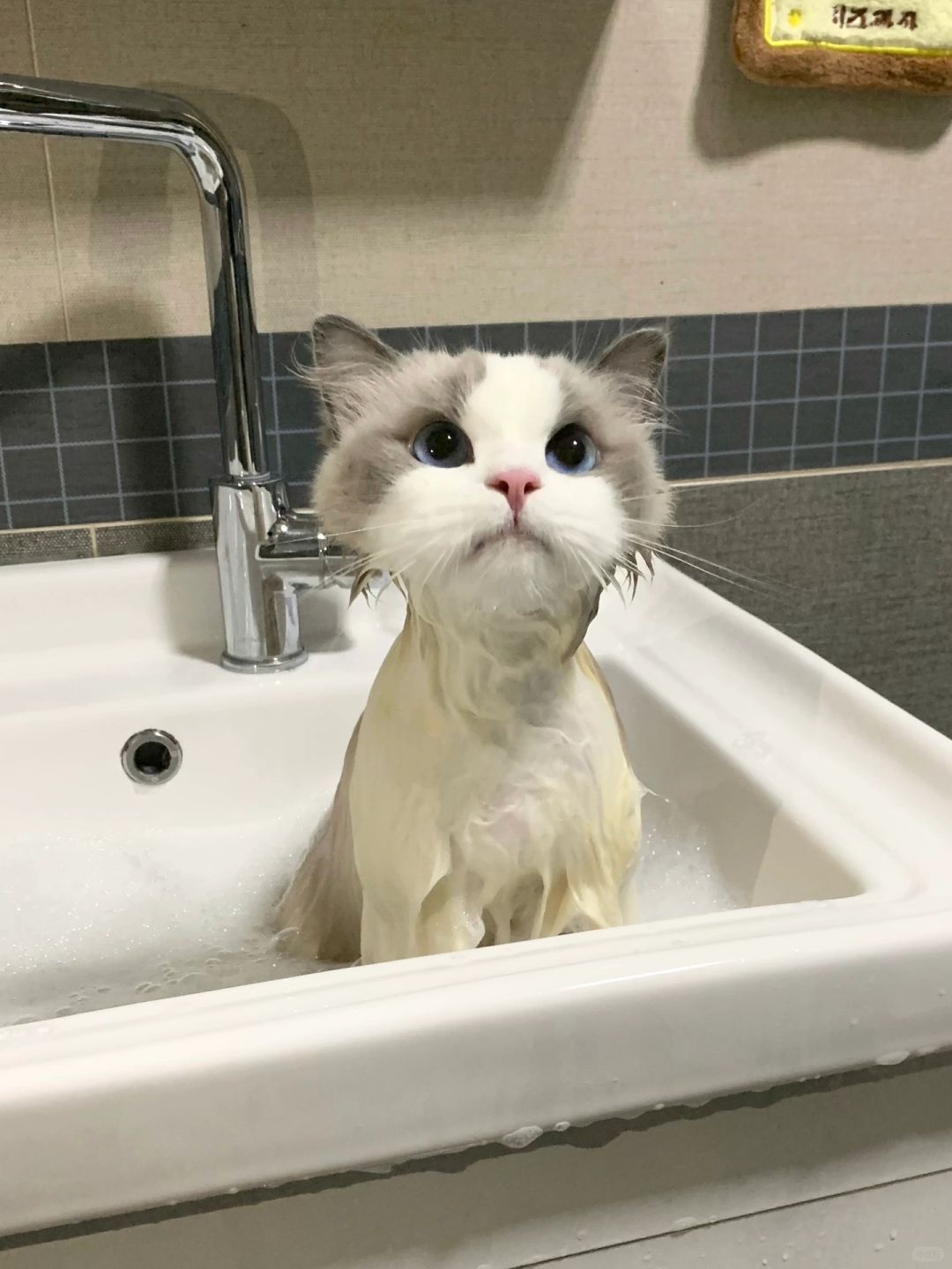 这个小猫咪一看就是自愿洗澡的