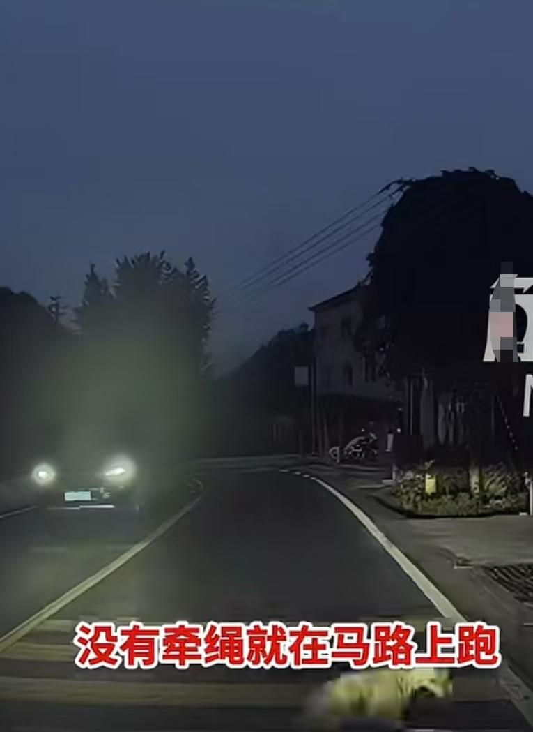 湖北一女子开车撞了未牵绳的狗，同伴被狗主3人群殴嘴巴打裂开。唐女士称，晚上自己开