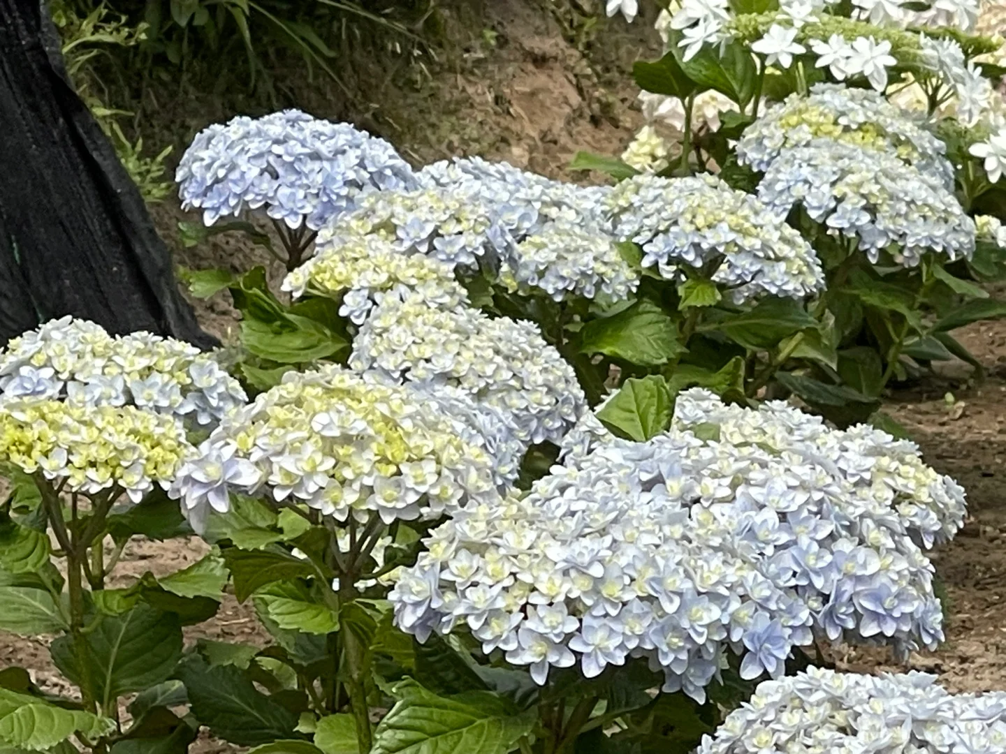 花手鞠