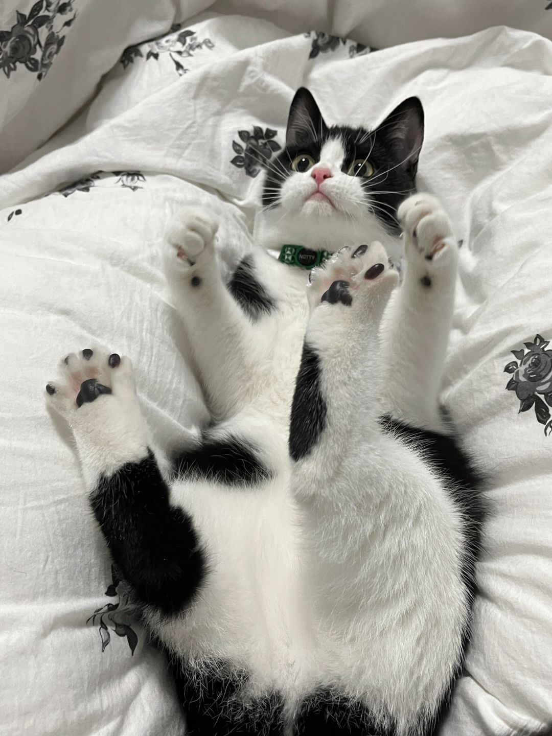 小猫天使～