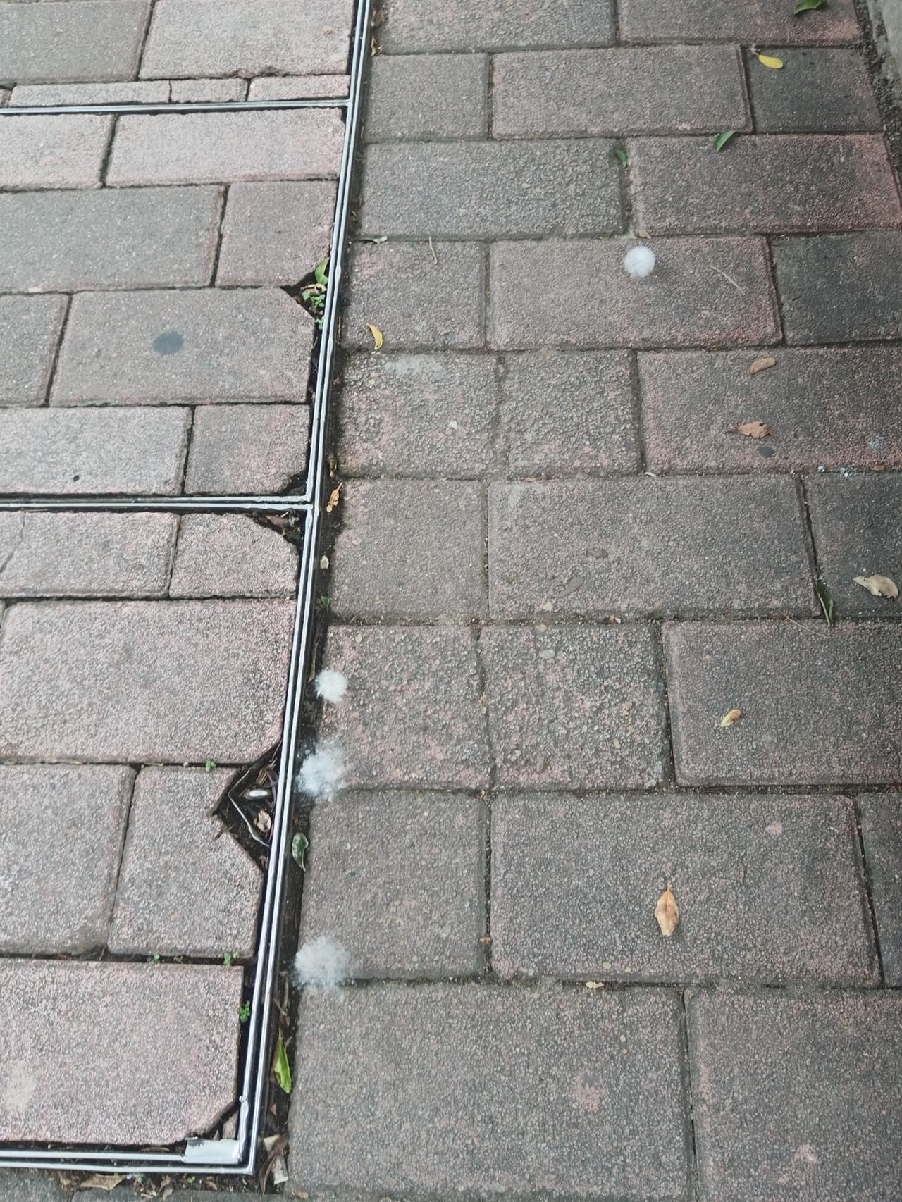 作为身体容易过敏的人，最怕这个木棉花树了！

由于附近街全部种的是木棉花树，这个