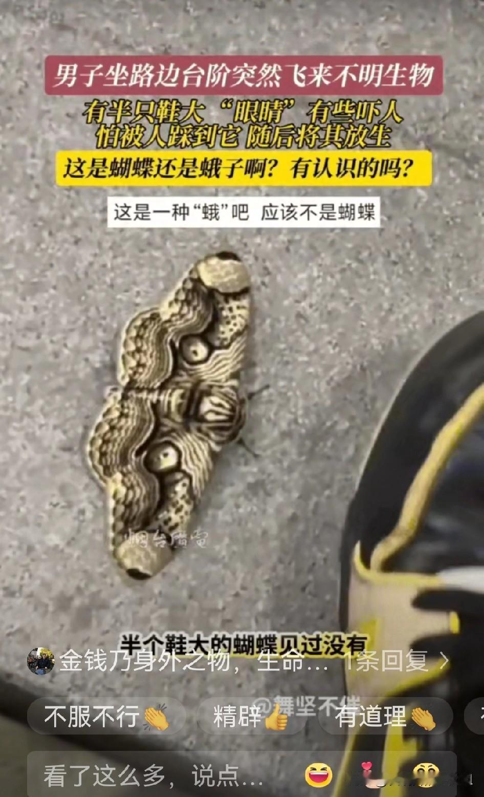 “彻底解释不清了！”福建，男子坐路边台阶休息，突然飞来一个虫子落在他身边，怕被人